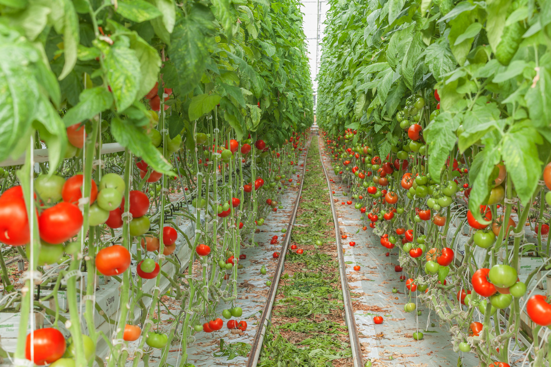 tomato greenhouses